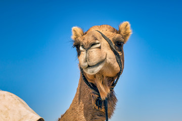 Camel Head Closeup Portrait in Desert.