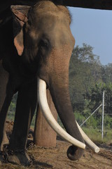 Asian elephant with blunt tusk