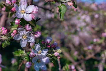 Branch is with the flowers of apple-tree in a garden. Spring time