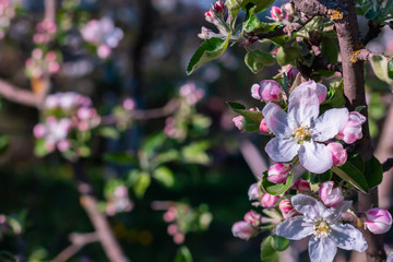 Branch is with an apple color