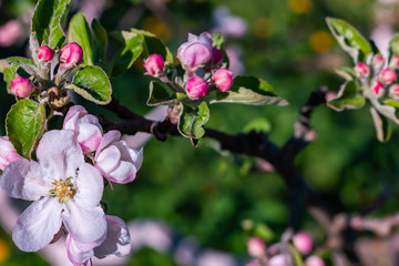 Obraz premium Branch is with the flowers of apple-tree in a garden