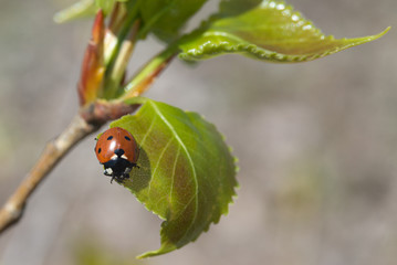 ladybug sitting on a young leaf, can be used for background