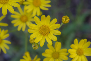 Beautiful yellow wildflower closeup, background for wallpaper and calendar