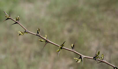 young branch of acacia close-up, can be used as background