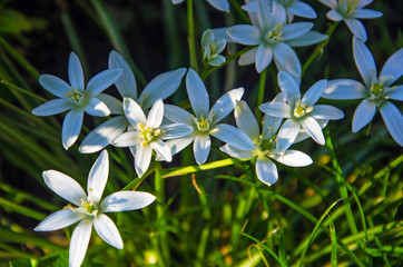 little white flowers with green leaves, white flowers