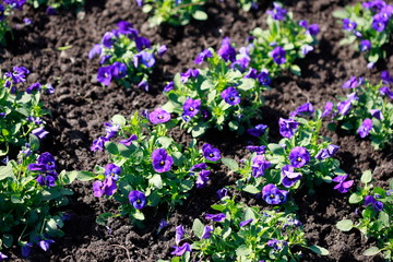 Blaue Stiefmütterchen Blumen, Blumenbeet, Deutschland, Europa