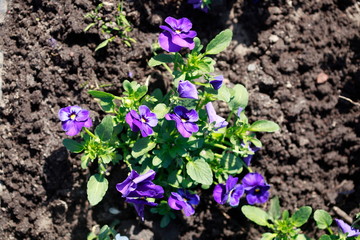 Blaue Stiefmütterchen Blumen, Blumenbeet, Deutschland, Europa