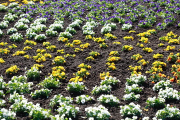 Stiefmütterchen Blumen, Blumenbeet, Deutschland, Europa
