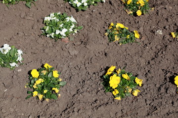 Gelbe Stiefmütterchen Blumen, Blumenbeet, Deutschland, Europa