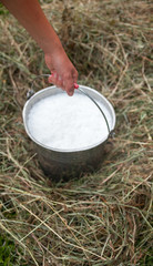 Fototapeta premium Milkmaid's hand holding bucket with milk