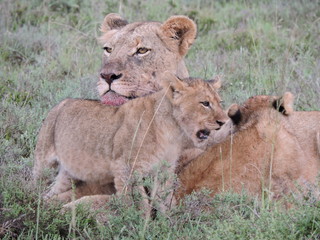 Fototapeta na wymiar Lion motherly Love