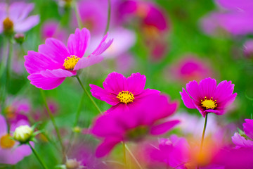 Fototapeta premium コスモス