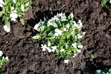 Weisse Stiefmütterchen Blumen, Blumenbeet, Deutschland, Europa