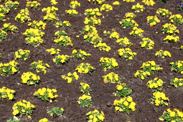 Gelbe Stiefmütterchen Blumen, Blumenbeet, Deutschland, Europa