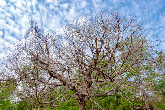 Dry tree photos at some point in spring, the growth of trees causes loss of leaves. The fall of the trees is a natural matter of the wood species.