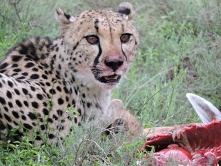 Mother Cheetah on a kill