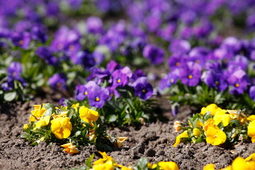 Stiefmütterchen Blumen, Blumenbeet, Deutschland, Europa