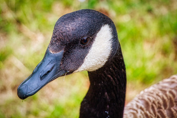 Canada Goose