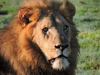 portrait of a male lion