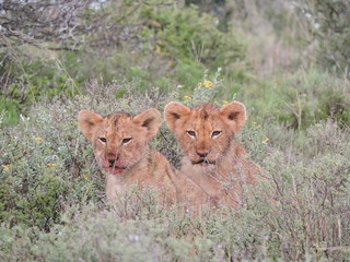 Lion Cubs having fun