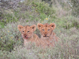 Lion Cubs having fun