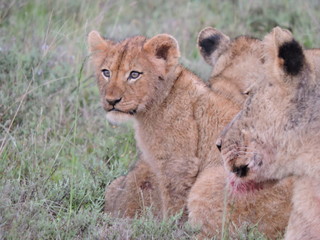 Lion Cubs having fun