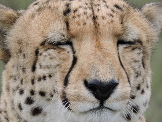 Cheetah face close up
