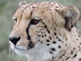Cheetah face close up