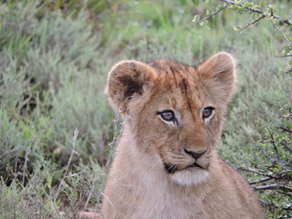 Obraz na płótnie Canvas Lion cub Face close up