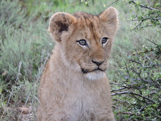 Fototapeta na wymiar Lion cub Face close up