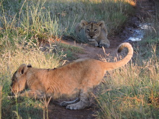 Lion Cubs Playing