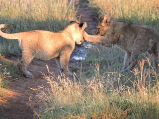 Lion Cubs Playing