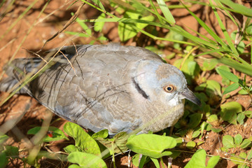 A wild pigeon on the grass