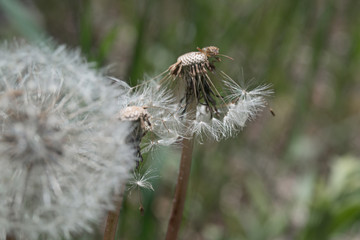 Dandelion closeup for background, macro