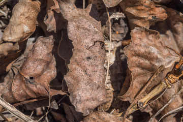 autumn leaves on the ground, can be used for background