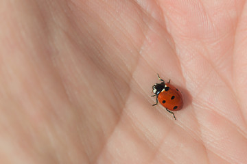ladybug sitting on a hand, can be used for background