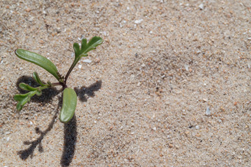 bush of sprouting grass on a sand dune, texture.