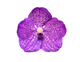 Tropical purple orchid flower bud isolated on white, beautiful fragility petal of elegant blossom flora violet flower head