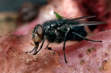 The housefly is a fly of the suborder Cyclorrhapha. It is believed to have evolved in the Cenozoic...