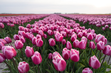 Field of tulips in the Dutch countryside.  Groningen, Holland.