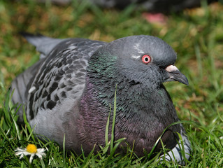 Feral pigeon after taking a wash in a garden bird bath.