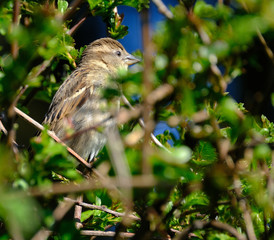 House sparrow in bushes in urban house garden.