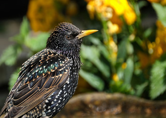 Common starling in bird bath in urban house garden.