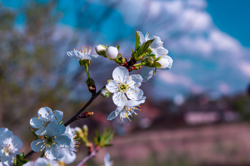 Branch of cherry is with flowers on the washed out background. Shallow focus