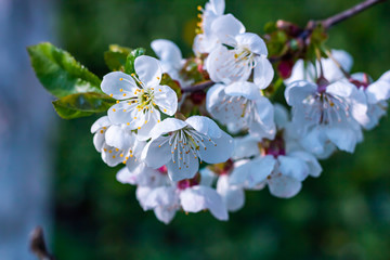 Color of cherry is on a branch. Shallow focus