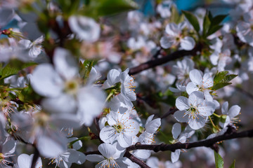 Flowerings branches of tree of cherry. Shallow focus