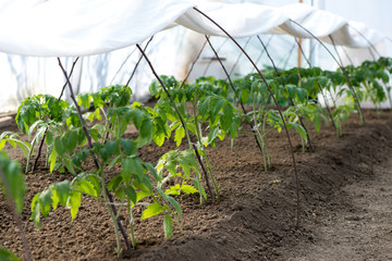 tomato seedlings growing in a greenhouse - selective focus