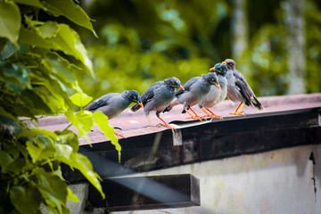 pigeon on the roof