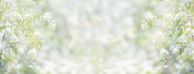 Summer background. Green grass and big white flowers. close-up. Flowering branches. Copy space.