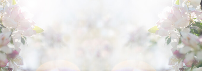 Summer background. Green grass and big white flowers. close-up. Flowering branches. Copy space.